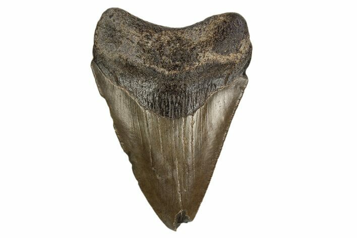 Serrated, Fossil Megalodon Tooth - Georgia #308126